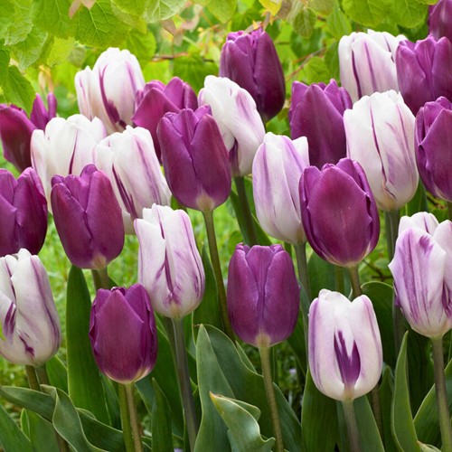 Tulipani Nova mix - Tulipa