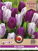 Tulipani Nova mix - Tulipa-2