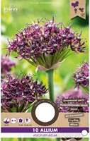 Allium atropurpureum - Sierui-2