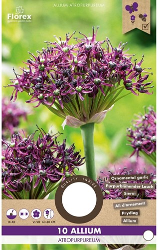 Allium atropurpureum - Sierui-2