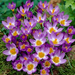 Crocus sieberi Tricolor - Crochi