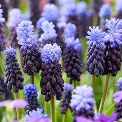 20 Muscari latifolium - Giacinto a grappolo