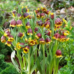 Fritillaria michailovskyi - Meleagride