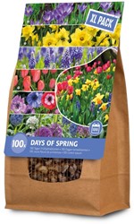 Collezione bulbi di fiore 100 giorni di primavera XL Pack
