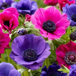 Mix di anemoni viola e rosa - Anemone