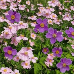 Anemoon paars en roze mix - Anemone