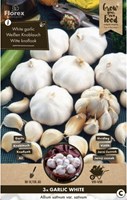 Knoflook - Allium sativum-2