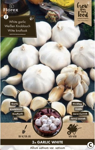 Knoflook - Allium sativum-2