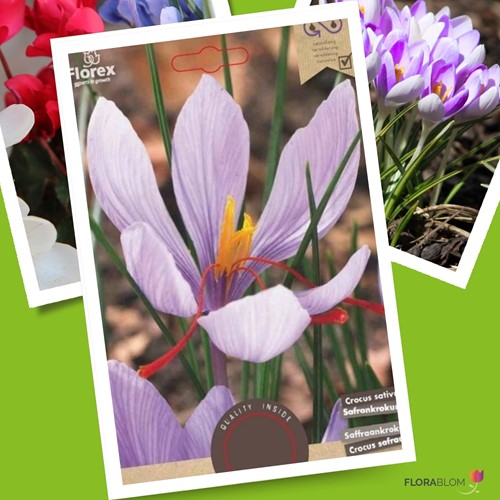 Bulbi Zafferano Vero - Crocus sativus