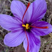 Zafferano Vero - Crocus sativus Confezione XL