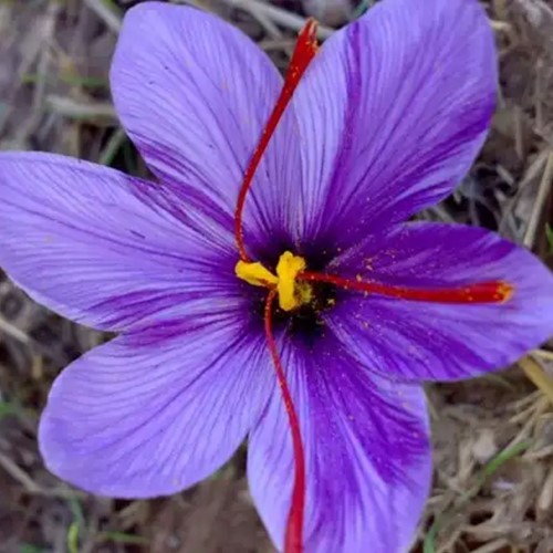 Zafferano Vero - Crocus sativus Confezione XL