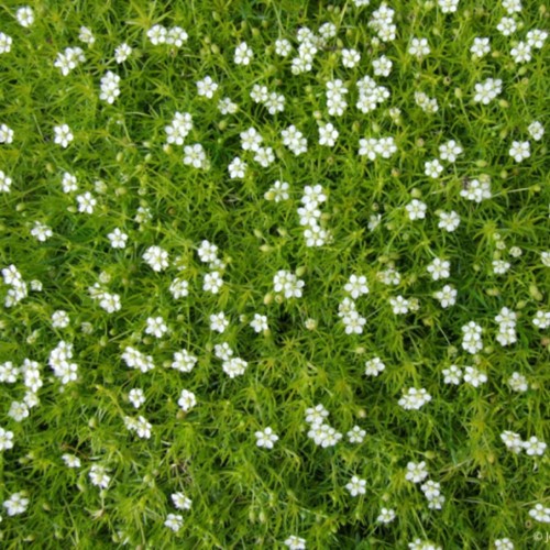Sagina subulata - Muschio Irlandese
