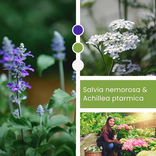 Misto di Piante: Salvia & Achillea