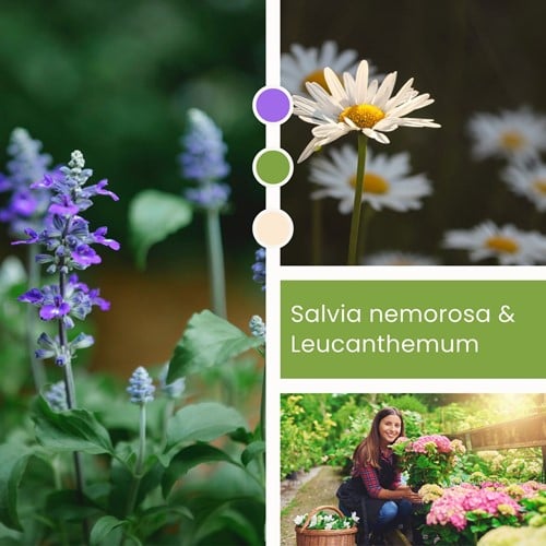 Plant Mix Salvia nemorosa & Leucanthemum