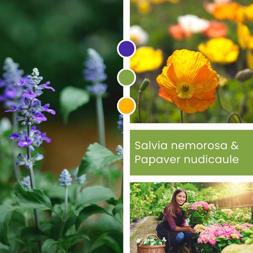 Plant Mix Salvia nemorosa & Papaver nudicale