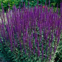 Salvia Caradonna - Salvia nemorosa (Confezione di 6)