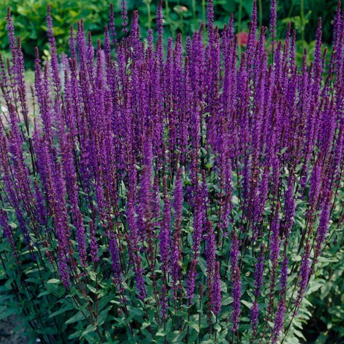 Salvia Caradonna - Salvia nemorosa (Confezione di 6)