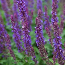 Salvia Nemorosa ‘Ostfriesland’ (Confezione da 3)