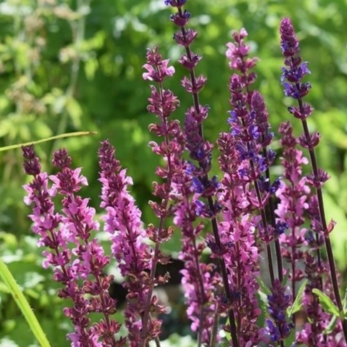 Salvia Nemorosa Rose Queen (Confezione da 6)