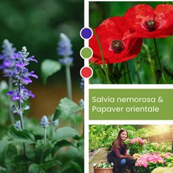 Planten Mix Salvia nemorosa & Papaver orientale