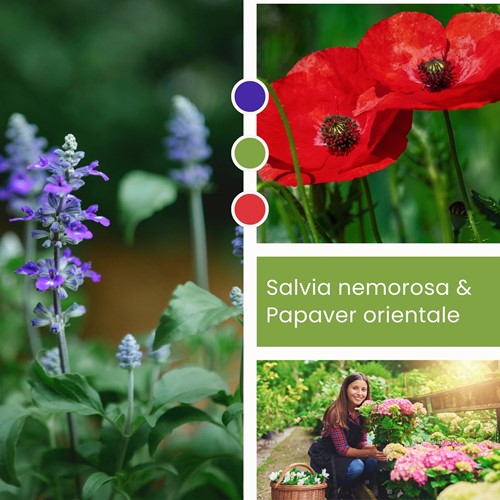 Planten Mix Salvia nemorosa & Papaver orientale
