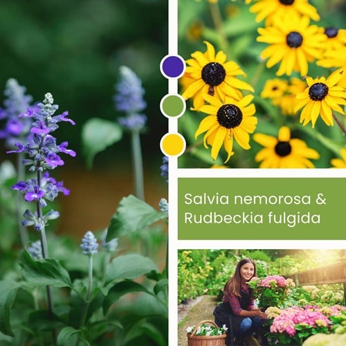 Plant Mix Salvia nemorosa & Rudbeckia fulgida