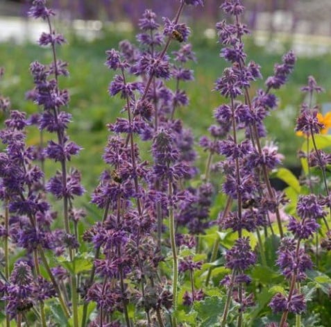 Salvia verticillata Purple Rain – Salvia spuria