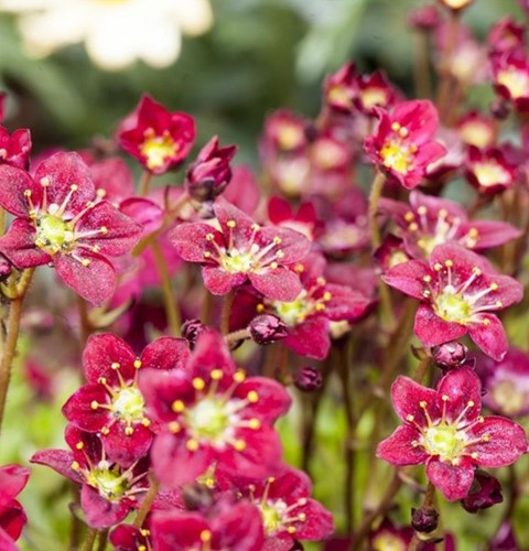Saxifraga Arendsii Purpurteppich - Sassifraga