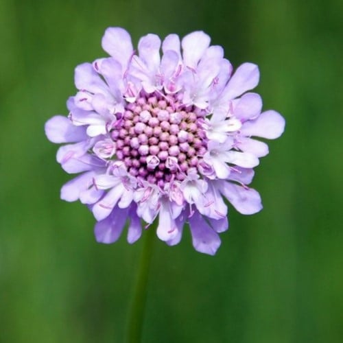 Scabiosa caucasica Perfecta (Confezione da sei)