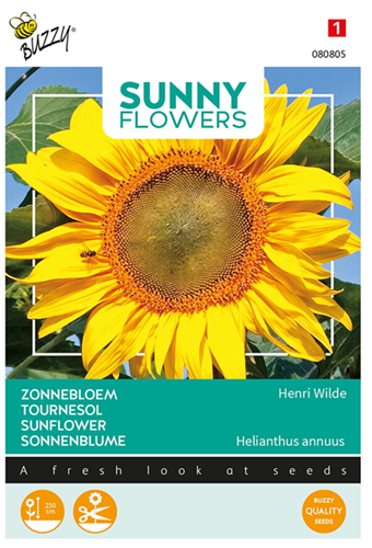 Girasole 'Henri Wilde' (Helianthus annuus)