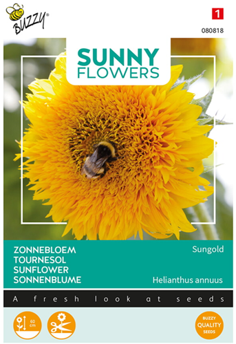 Girasole 'Sungold' (Helianthus annuus)