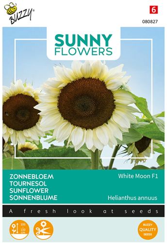 Girasole White Moon F1 – Sunny Flowers