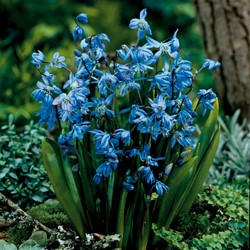 Scilla siberica (confezione grande)