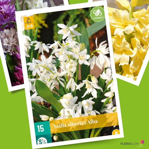 Scilla Siberica Alba - Scilla Bianca