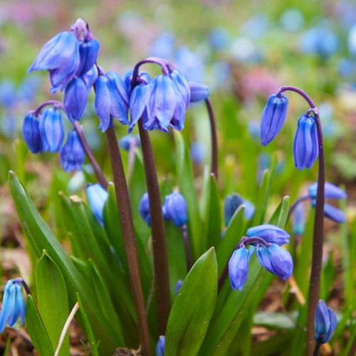 Scilla siberica (confezione grande)