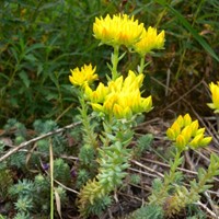 Sedum Reflexum - Borracina Rupestre o Erba Pinnocchia