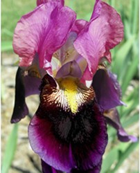 Iris Germanica Sen Lac - Baardiris (Sixpack)