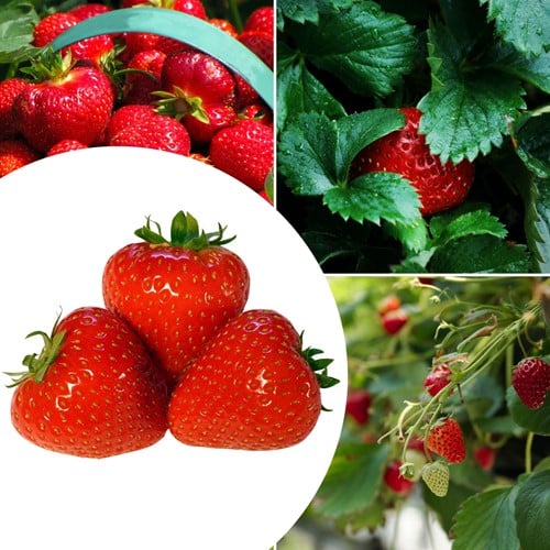 20x piante di Fragola Senga Sengana – Fragaria