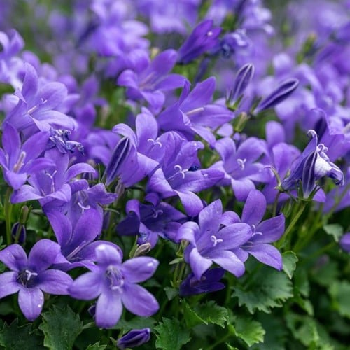 Campanula dalla Serbia 'Stella' (Campanula poscharskyana)
