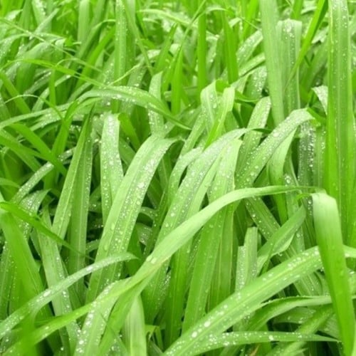 Erba ornamentale Carice ‘Irish Green’ - Carex