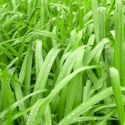 Erba ornamentale Carice ‘Irish Green’ - Carex Morrowii (Confezione da 6)