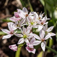 Aglio Ornamentale Cameleon - Allium
