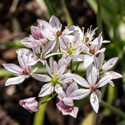 Aglio Ornamentale Cameleon - Allium