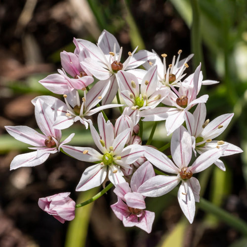 Aglio Ornamentale Cameleon - Allium