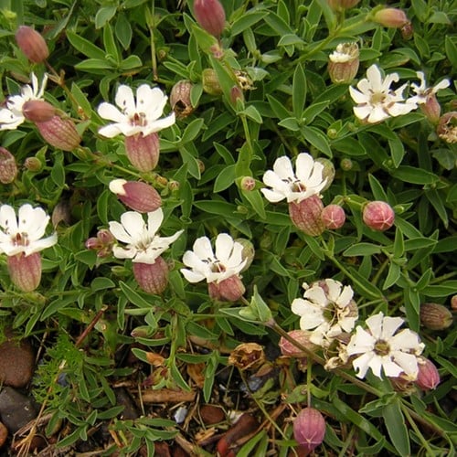 Silene Maritima