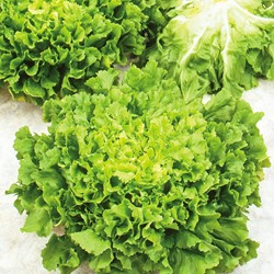 Indivia - Scarola 'Breedblad Volhart Winter' (Chicorium Endivia)
