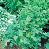 Friarielli 'Namenia' - Brassica rapa EKO (semi biologici)
