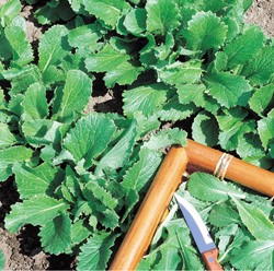 Cime di rapa verde