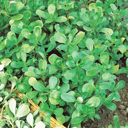 Porcellana verde EKO - Portulaca