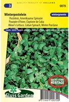 Portulaca invernale - Portulaca Oleracea-2